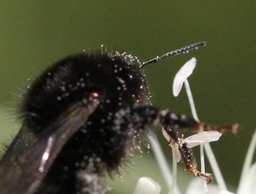 Bombus sp.